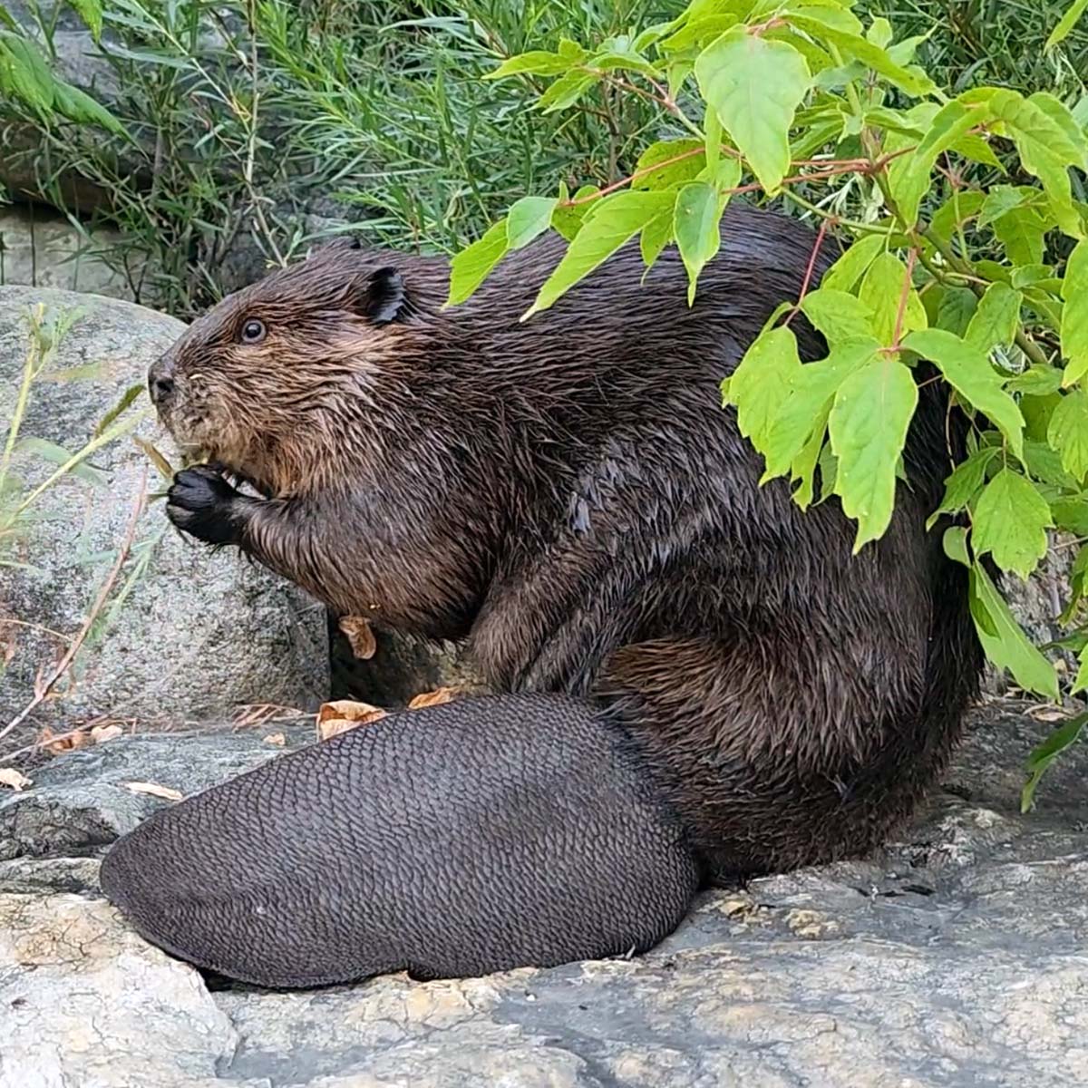 Canadian beaver in nature—tail texture inspiring BeaverTag’s iconic form
